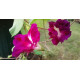 Семена ипомея махровая Fuchsia Голландия