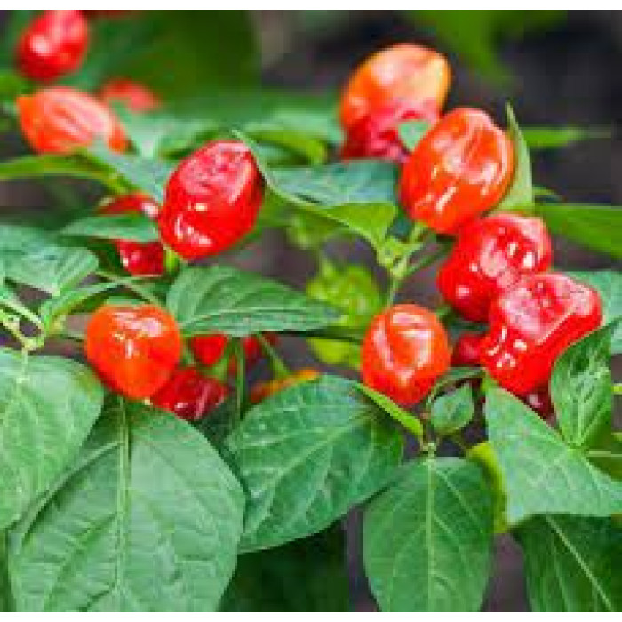 Семена перца Хабанеро Хот Скорпионс Habanero Hot Scorpions сверхострый