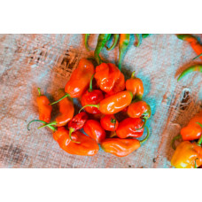 Семена перца Хабанеро Ред Доминикана Habanero Red Dominicana сверхострый