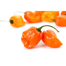 Семена перца Хабанеро Роджерс Гиант Habanero Rojers Giant сверхострый