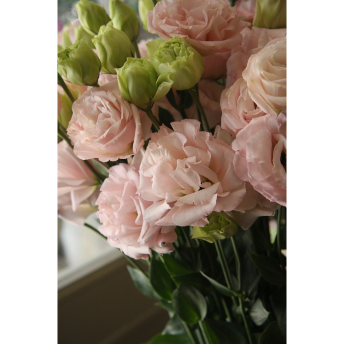 Насіння Еустома рожеве Pinky Rose Голландія