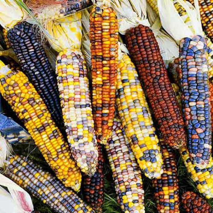 Насіння Кукурудза різнобарвна Україна