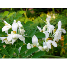 Моринга семена