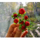 Семена Дюшенея морозостойкая Голландия
