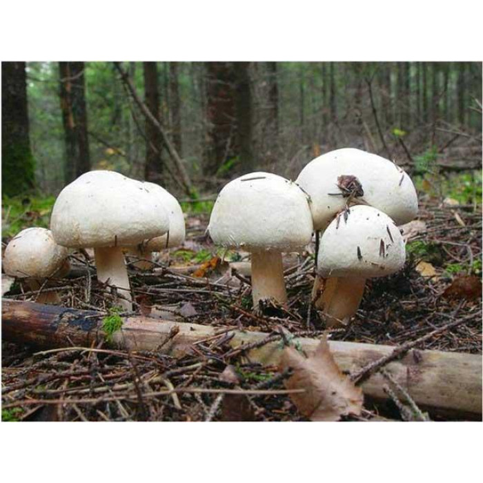 Міцеля Шампіньйон Голландія