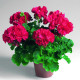 Семена Пеларгония микс  Голландия
