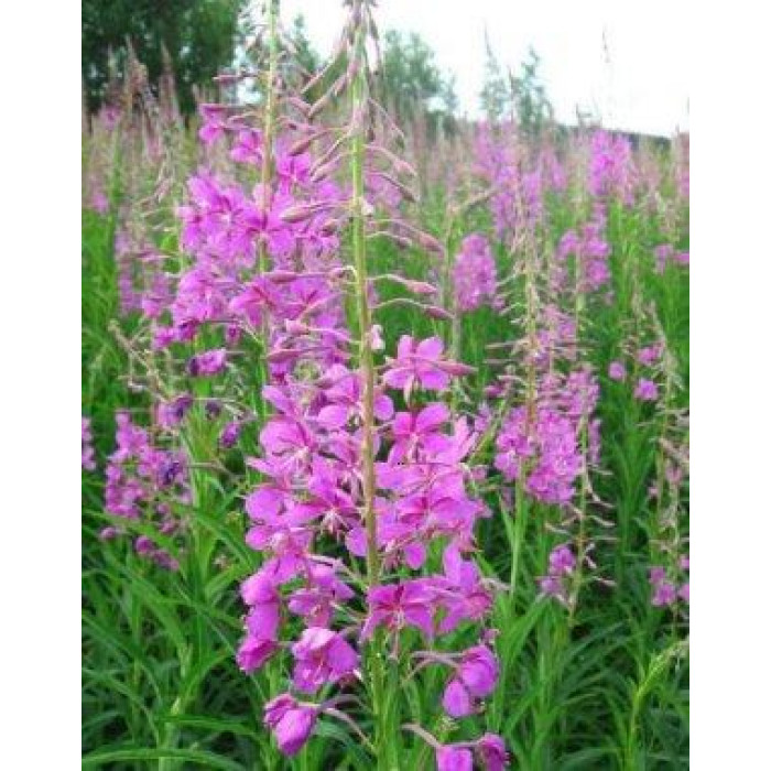 Семена Иван-Чай узколистный