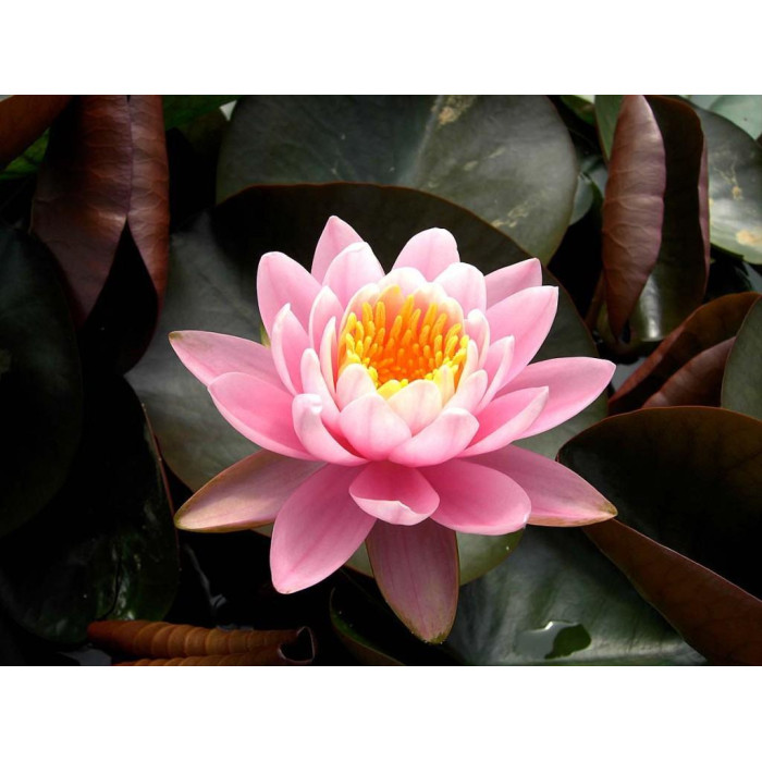 Лотос насіння