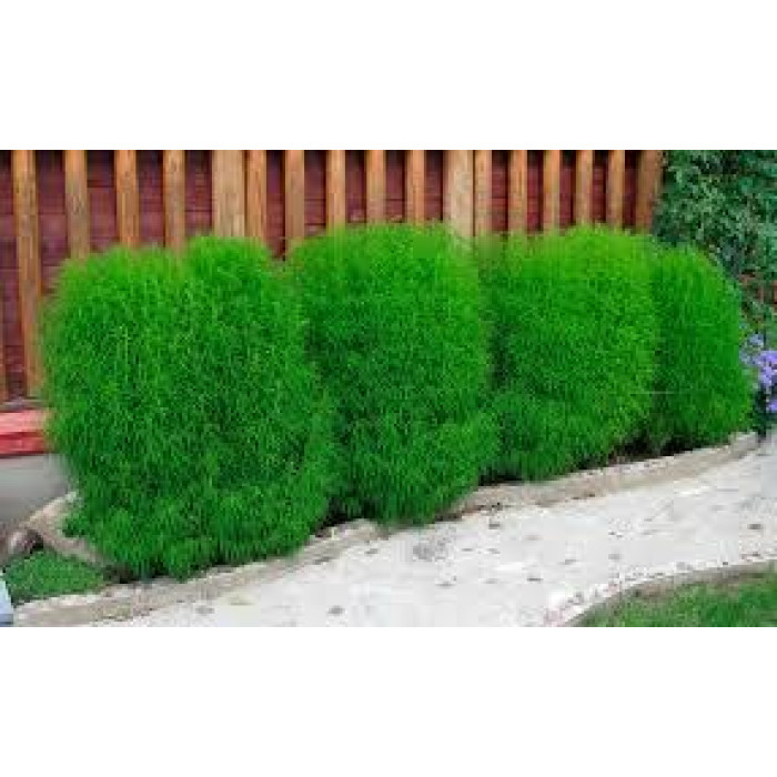 Насіння Кохія червона, Чайдлса мікс або на вибір Голландія