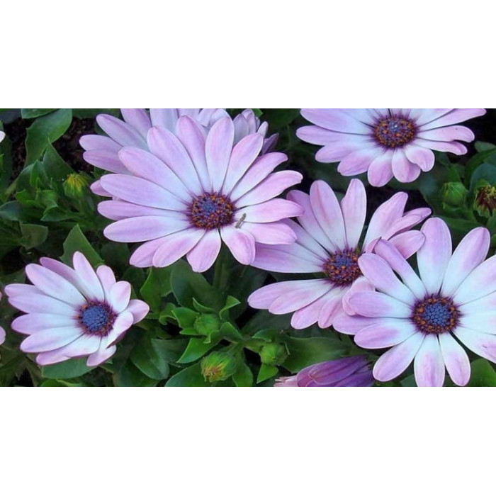 Семена Арктотис Остеоспермум