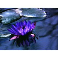 Насіння лотоса фіолетового