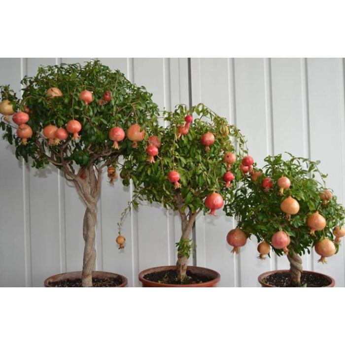 Гранат плодоносний кімнатний екзотичні насіння гібрид Італія