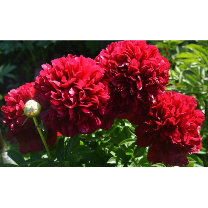 Насіння Півонія деревоподібне Голландія Red Sarah Bernhardt Fiona