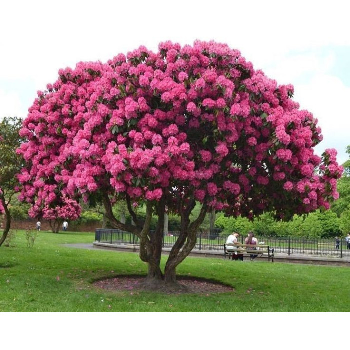 Семена Рододендрон Голландия