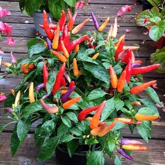 Насіння Каєнський пурпурний перець супергострий