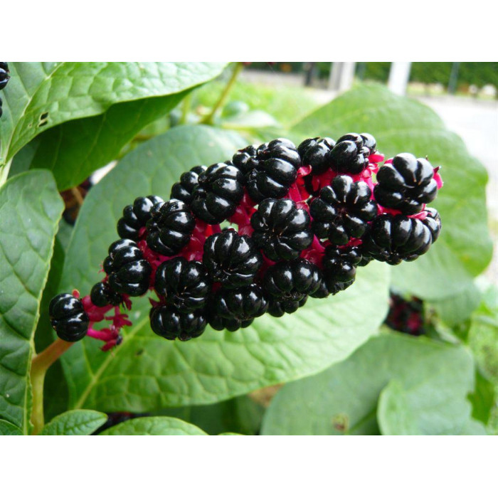 Лаконос насіння Америка США