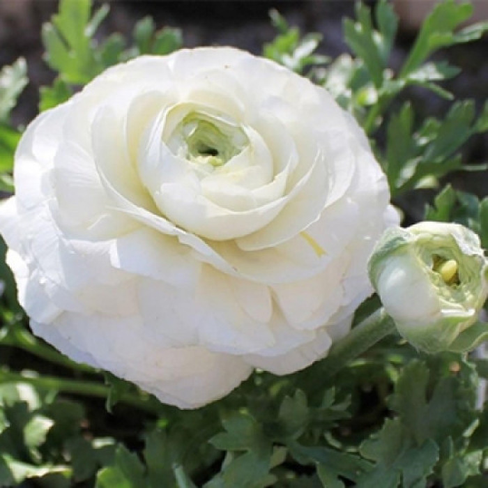 Луковиця Лютик White Rouse Голландія