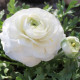 Луковиця Лютик White Rouse Голландія