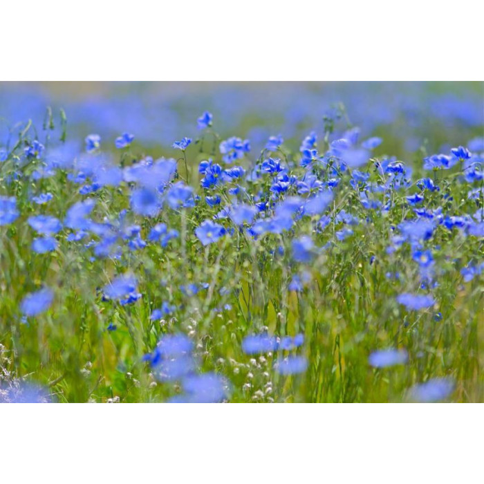 Льон насіння Голландія