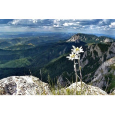 Едельвейс - гірська квітка елітне насіння гібрид Голландія