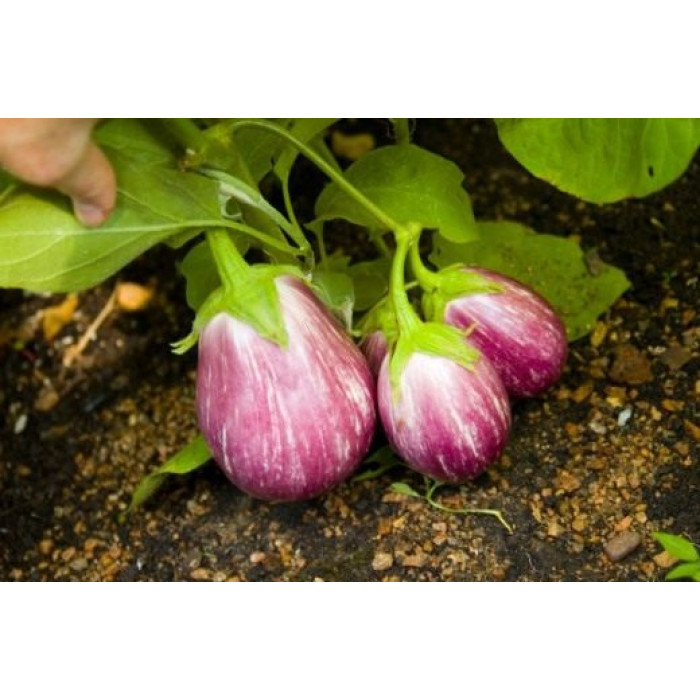 Семена баклажана Purple Grace F1
