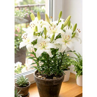 Луковица Лилия азиатская комнатная New Wave ( Нью Вейв) Голландия