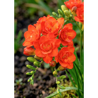 Луковица Фрезия махровая красная Red Bless Голландия