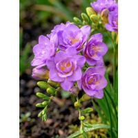 Луковица Фрезия махровая фиолетовая Violina Голландия