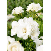 Луковица Фрезия махровая белая White Princess Голландия