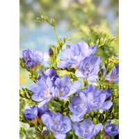 Луковица Фрезия махровая лавандовая Lavander Голландия