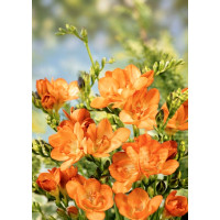 Луковица Фрезия махровая оранжевая Pomerance Голландия