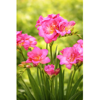 Луковица Фрезия махровая розовая Pink Pastel Голландия