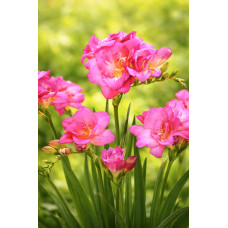 Луковица Фрезия махровая розовая Pink Pastel Голландия