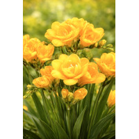 Луковица Фрезия махровая желтая Lili Yellow Голландия