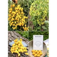 Семена томата черри Сумасшедшая вишня Барри