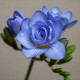 Луковица фрезии Blue Diamond Голландия