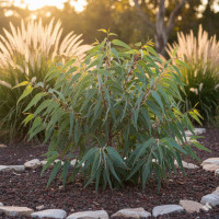 Насіння евкаліпт Популус Мурайська Німеччина