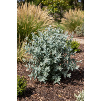 Насіння евкаліпт кулястий Стайікс Німеччина