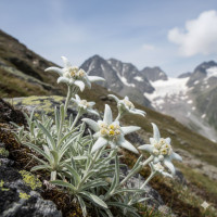 Насіння едельвейс альпійський Голландія