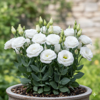 Насіння еустома низькоросла Сапфір Вайт США