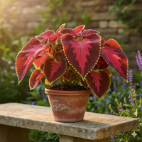 Насіння колеус Блюма Конг Скарлет США