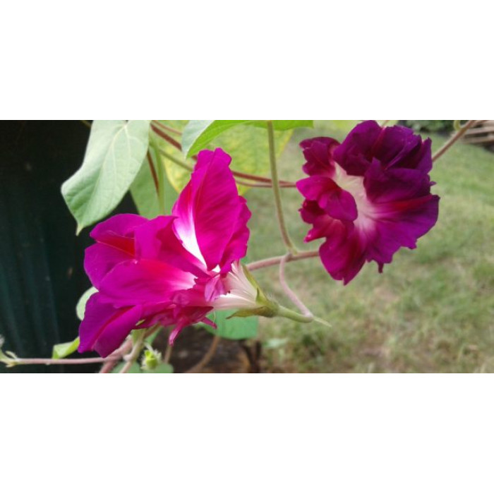 Семена ипомея махровая Fuchsia Голландия