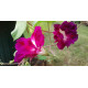 Семена ипомея махровая Fuchsia Голландия