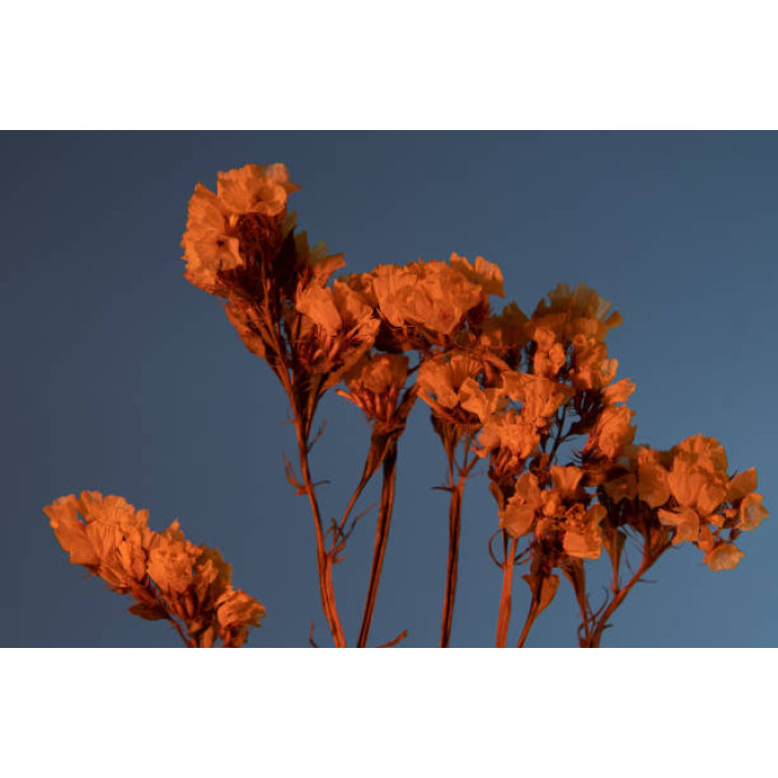 Насіння кермек кораловий Coral Brim Голандія