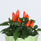 Насіння перець гострий кімнатний Capsicum Orange Голандія