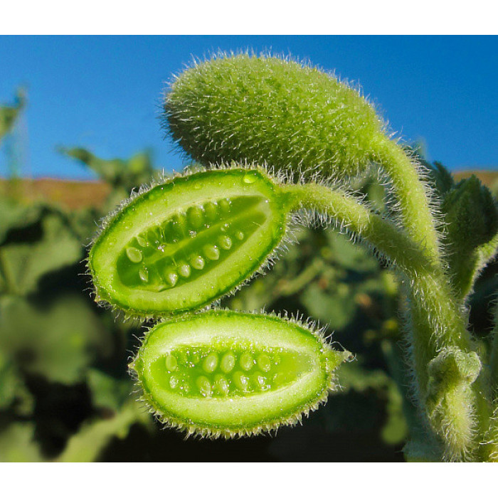Скажений огірок насіння