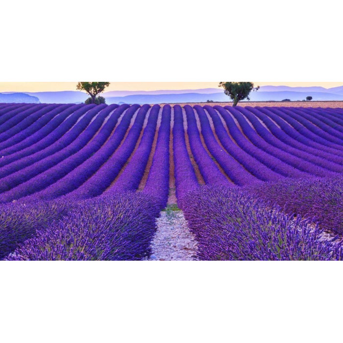 Лаванда семена Лаванда семена