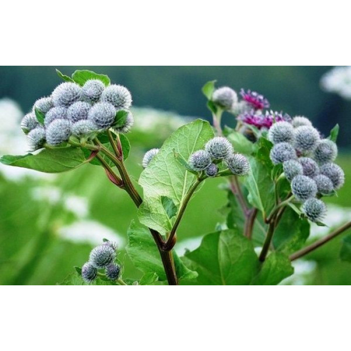 Семена Лопух лекарственный Украина