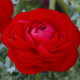 Луковица Лютик Red Piruet Голландия