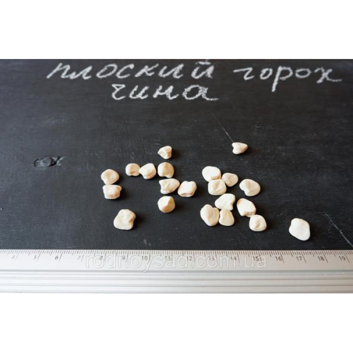 Чина семена плоский горох